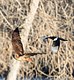Magpie chasing off a Red-tailed Hawk
