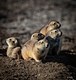 Prairie Dog Family Picture