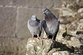 Rock Pigeons 