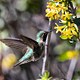 Broad- tailed Hummingbird 