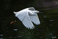 The Snowy Egret