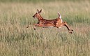 The Running Fawn 