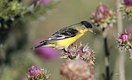 The Lesser Goldfinch