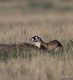 The Black-footed Ferret 