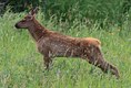 Elk Calf 