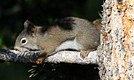 Pine Squirrel (Chickaree)