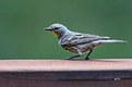 Yellow-rumpled Warbler (Audubon’s)