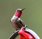 Broadtail Hummingbird 