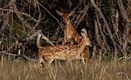 Two Fawns Playing 