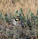 Young Horned Lark