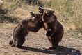 Cubs at play