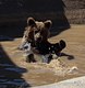 Bath time Bear