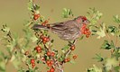 The House Finch