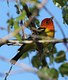 Western Tanager 