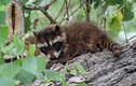 Raccoon Cub