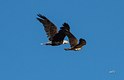 The Bald Eagle and Swainson’s Hawk