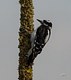 The Downy Woodpecker 