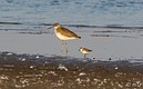 The Willet and the Semipalmated Sandpiper