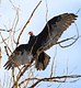 The Turkey Vulture 