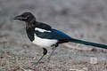 The Magpie 