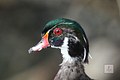 The Wood Duck 