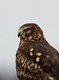 The Northern Harrier