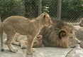 Lion Cub with Dad