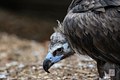 Vulture 