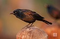 The Common Grackle 