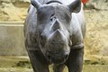 The Rhino 