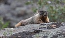 The Marmot 