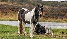 Welsh Mountain Ponies 