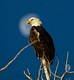 The Bald Eagle and faded moon 