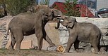 Playful Elephants 