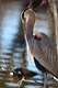 The Great Blue Heron 