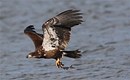 Juvenile Bald Eagle with Fish