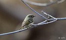 The Ruby-crowned Kinglet