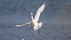 Snowy Egret landing gear down