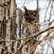 Great Horned Owl after the Rain