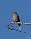 The Townsend Solitaire 