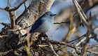 Mountain Bluebird 