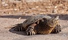 Giant Snapping Turtle 