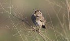 The Grasshopper Sparrow 