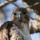 Young Red-tailed Hawk 