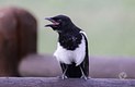 The Magpie 
