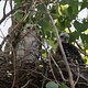 Red-tailed Hawks youngsters in the Nest