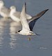 Common Tern in flight 