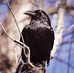 The Common Raven