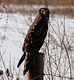 The Northern Harrier 
