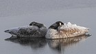 Canada Geese in Snow